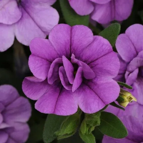Junai.nl Calibrachoa MiniFamous Neo Double Amethyst | 10 cm pot | ca. 15 cm hoog