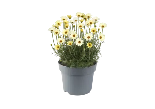 Junai.nl Rhodanthemum hosmariense 'Zagora Yellow' | 15 cm hoog | 12 cm pot