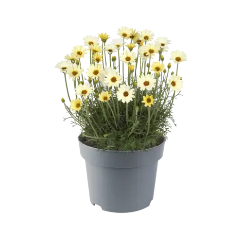 Junai.nl Rhodanthemum hosmariense 'Zagora Yellow' | 15 cm hoog | 12 cm pot
