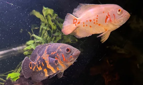 Oscar vis houden? | Alles over de Pauwoogcichlide