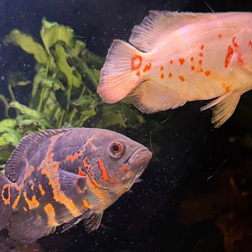 Oscar vis houden? | Alles over de Pauwoogcichlide