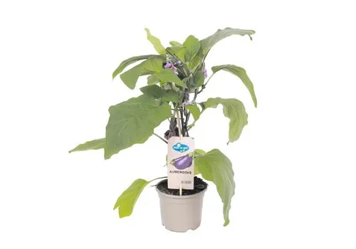 JUNAVERA Aubergine plant | 60 cm hoog | 15 cm pot