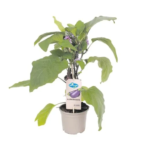 Junai.nl Aubergine plant | 60 cm hoog | 15 cm pot