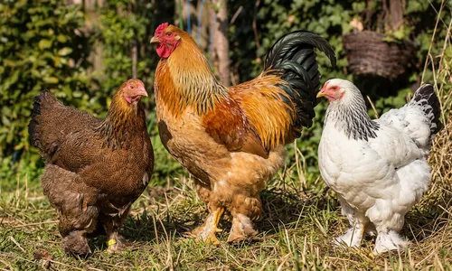 Brahma kip verzorgen | groot, rustig en ideaal voor hobbyhouders