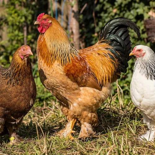 Brahma kip verzorgen | groot, rustig en ideaal voor hobbyhouders