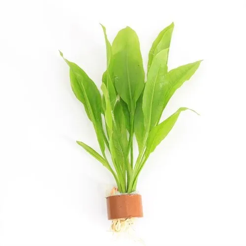 Moerings Echinodorus Paniculatus | Amazone Zwaardplant | in Terracotta Ring