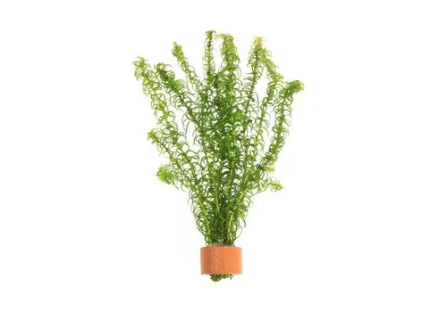 Moerings Elodea canadensis | Brede Waterpest | In Terracotta Ring