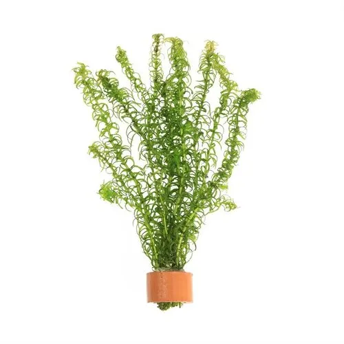 Moerings Elodea canadensis | Brede Waterpest | In Terracotta Ring