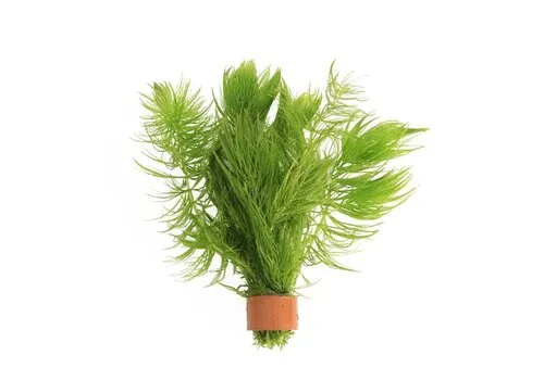 Moerings Ceratophyllum demersum | Ongedoornd Hoornblad | In Terracotta Ring