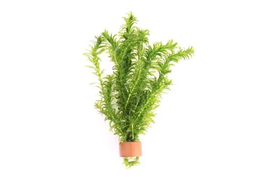 Moerings Elodea Densa | Waterpest | In Terracotta Ring