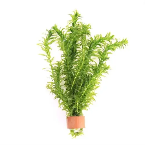 Moerings Elodea Densa | Waterpest | In Terracotta Ring