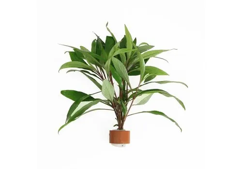 Moerings Hygrophila Angustifolia Rubra | Rode Slanke Waternavel | in Terracotta Ring