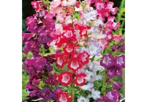 Junai.nl Penstemon hartwegii 'Tubular Bells' | 20 cm hoog | 11 cm pot