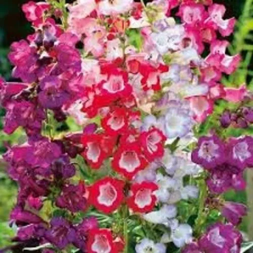 Junai.nl Penstemon hartwegii 'Tubular Bells' | 20 cm hoog | 11 cm pot