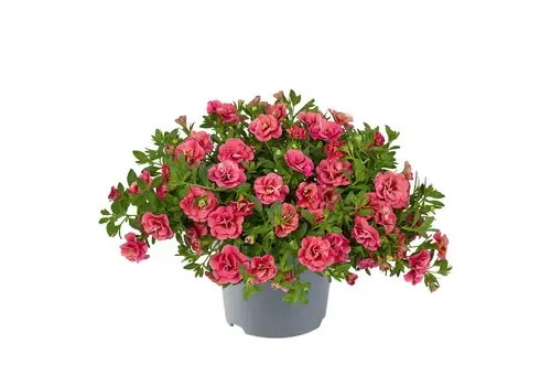 Junai.nl Calibrachoa mini double Evol oranje | rood | dubbelbloemig | 10 cm pot