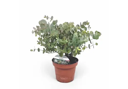 Junai.nl Eucalyptus Cinerea Silver Dollar | 35 cm hoog | 15 cm pot