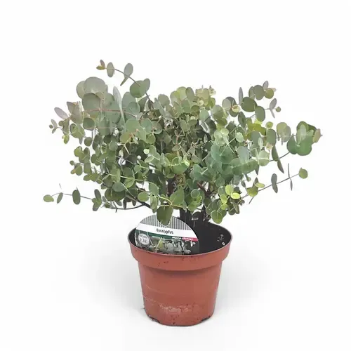 Junai.nl Eucalyptus Cinerea Silver Dollar | 35 cm hoog | 15 cm pot