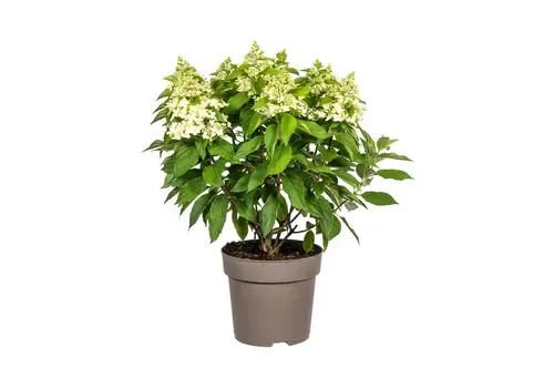 Junai.nl Hydrangea paniculata | Pluimhortensia | 60 cm hoog | 17 cm pot