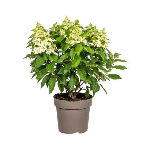 Junai.nl Hydrangea paniculata | Pluimhortensia | 60 cm hoog | 17 cm pot