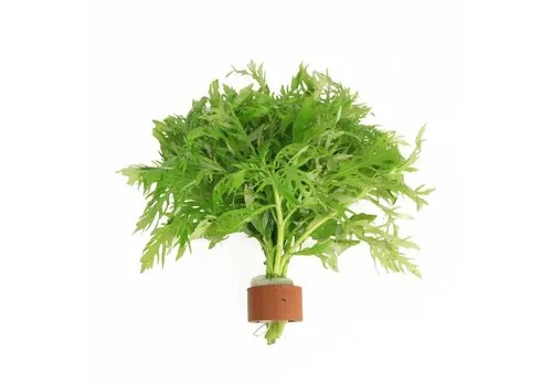 Aquafleur Hygrophila Difformis | Vaantjesplant | in Terracotta Ring