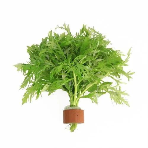 Aquafleur Hygrophila Difformis | Vaantjesplant | in Terracotta Ring