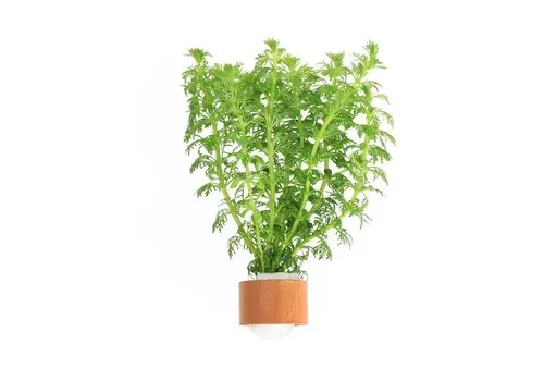 Moerings Limnophila Sessiliflora | Dwerg Ambulia | In Terracotta ring