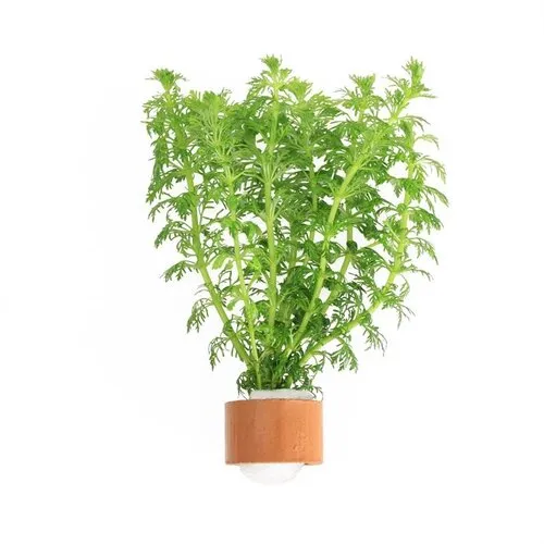 Moerings Limnophila Sessiliflora | Dwerg Ambulia | In Terracotta ring