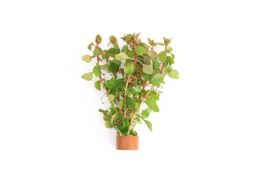 Moerings Ludwigia Palustris Rood | Super Red | in Terracotta Ring