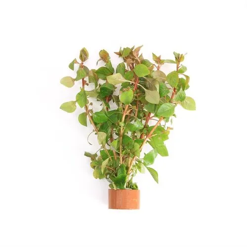 Moerings Ludwigia Palustris Rood | Super Red | in Terracotta Ring