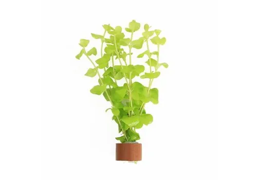Moerings Lysimachia Aurea | Penningkruid | In Terracotta Ring
