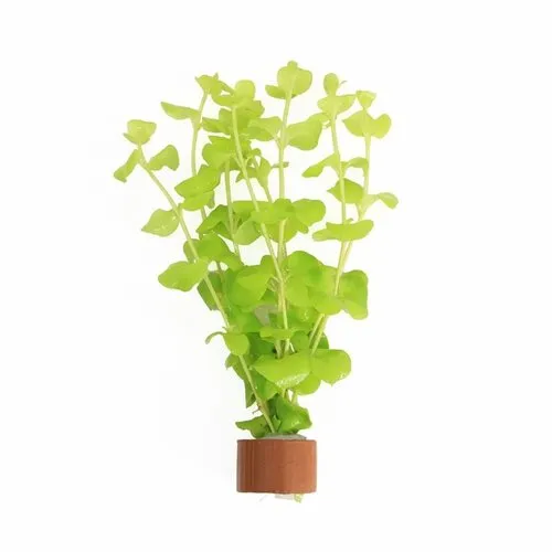 Moerings Lysimachia Aurea | Penningkruid | In Terracotta Ring