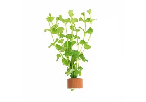 Moerings Lysimachia Nummularia | Penningkruid | In Terracotta Ring