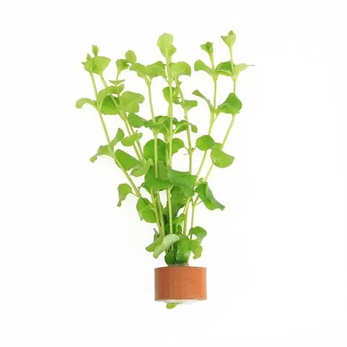 Moerings Lysimachia Nummularia | Penningkruid | In Terracotta Ring