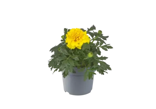 Junai.nl Tagetes | Afrikaantje geel | 9 cm pot | ca. 10 cm hoog