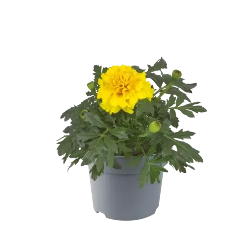 Junai.nl Tagetes | Afrikaantje geel | 9 cm pot | ca. 10 cm hoog