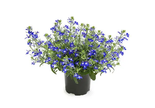 Junai.nl Lobelia erinus 'Hot Blue' | 10 cm pot | ca. 10 cm hoog