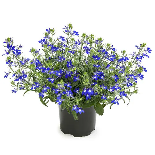 Junai.nl Lobelia erinus 'Hot Blue' | 10 cm pot | ca. 10 cm hoog