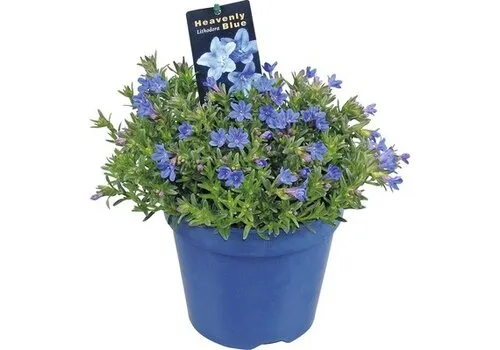 Junai.nl Parelkruid | Lithodora diffusa ‘Heavenly Blue’ | 15 cm hoog | 10 cm pot
