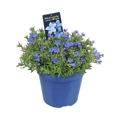 Junai.nl Parelkruid | Lithodora diffusa ‘Heavenly Blue’ | 15 cm hoog | 10 cm pot