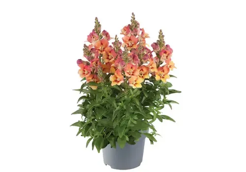 Junai.nl Antirrhinum majus | Leeuwenbekje gemengde kleuren | 13 cm pot | 15–25 cm hoog