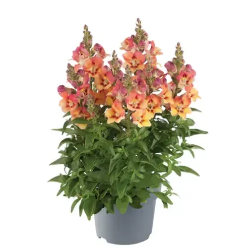 Junai.nl Antirrhinum majus | Leeuwenbekje gemengde kleuren | 13 cm pot | 15–25 cm hoog