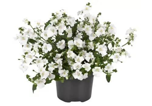 Junai.nl Elfenspoor | Diascia barberae 'Devotion White' | 10 cm pot | ca. 10–15 cm hoog