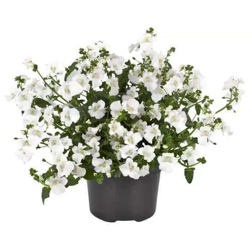 Junai.nl Elfenspoor | Diascia barberae 'Devotion White' | 10 cm pot | ca. 10–15 cm hoog