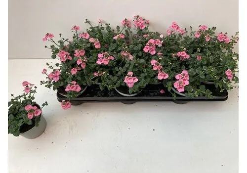 Junai.nl Diascia 'Ruby Field' | 10 cm pot | ca. 10–15 cm hoog