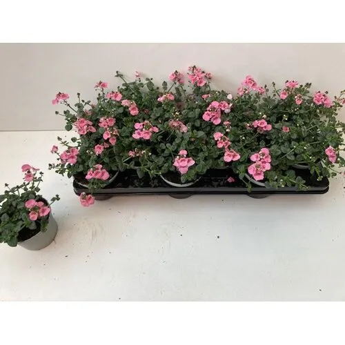 Junai.nl Diascia 'Ruby Field' | 10 cm pot | ca. 10–15 cm hoog
