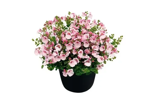 Junai.nl Diascia Piccadilly Appleblossom | 10 cm pot | ca. 10–15 cm hoog