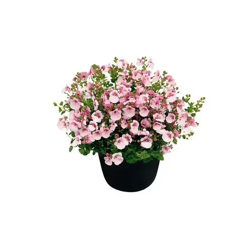 Junai.nl Diascia Piccadilly Appleblossom | 10 cm pot | ca. 10–15 cm hoog