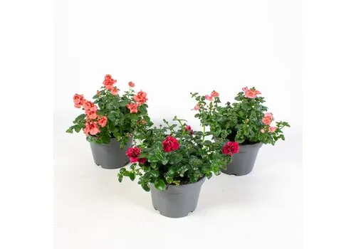 Junai.nl Diascia | mix diverse kleuren | 10 cm pot | ca. 10–20 cm hoog | verkoop per stuk