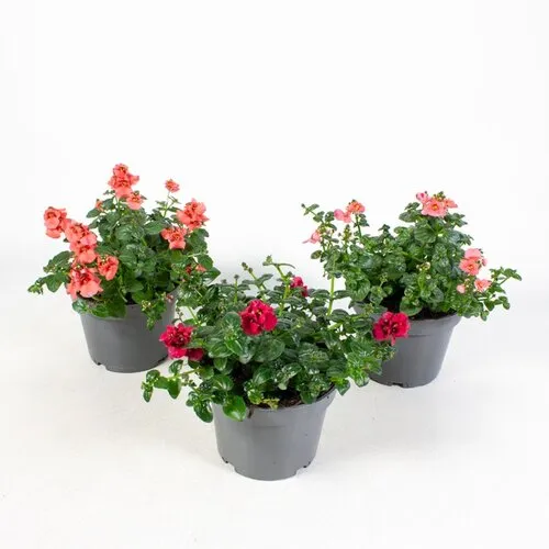 Junai.nl Diascia | mix diverse kleuren | 10 cm pot | ca. 10–20 cm hoog | verkoop per stuk
