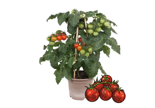 Junai.nl Tomaatplant Farmzy Red Love (Zalova) | 20 cm hoog | 10 cm pot